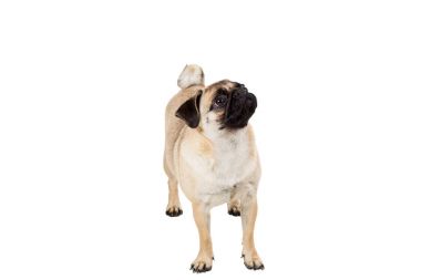 pug dog beyaz arkaplanda izole