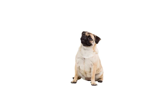 Собака-мопс на белом фоне — стоковое фото