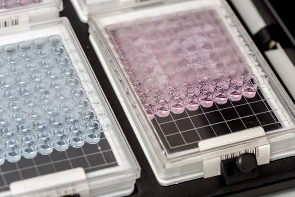 araştırma için mavi bipoules