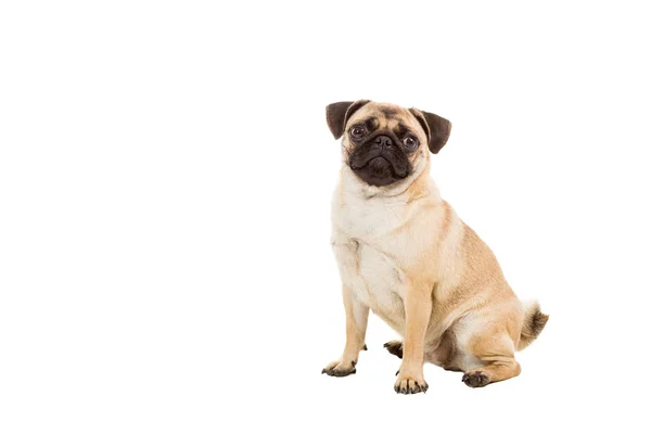 Pug hond geïsoleerd op witte achtergrond — Stockfoto