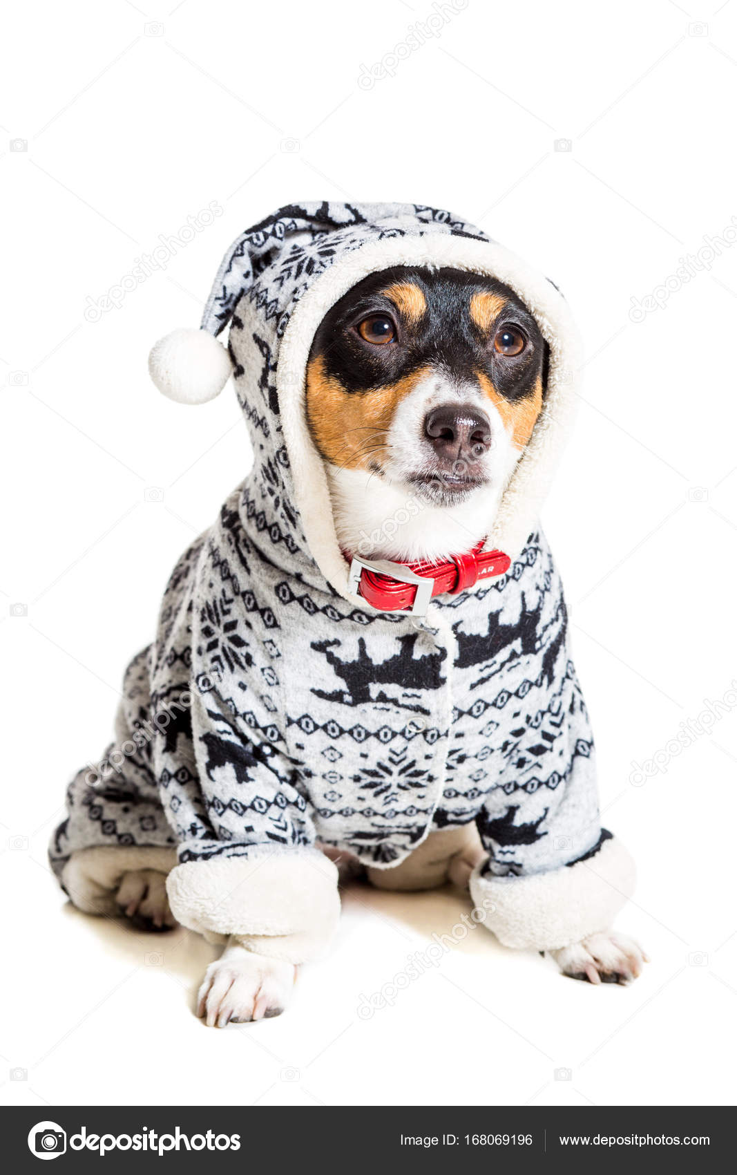 Jack Russell Terrier Isolated On White Stock Photo C Nazarov