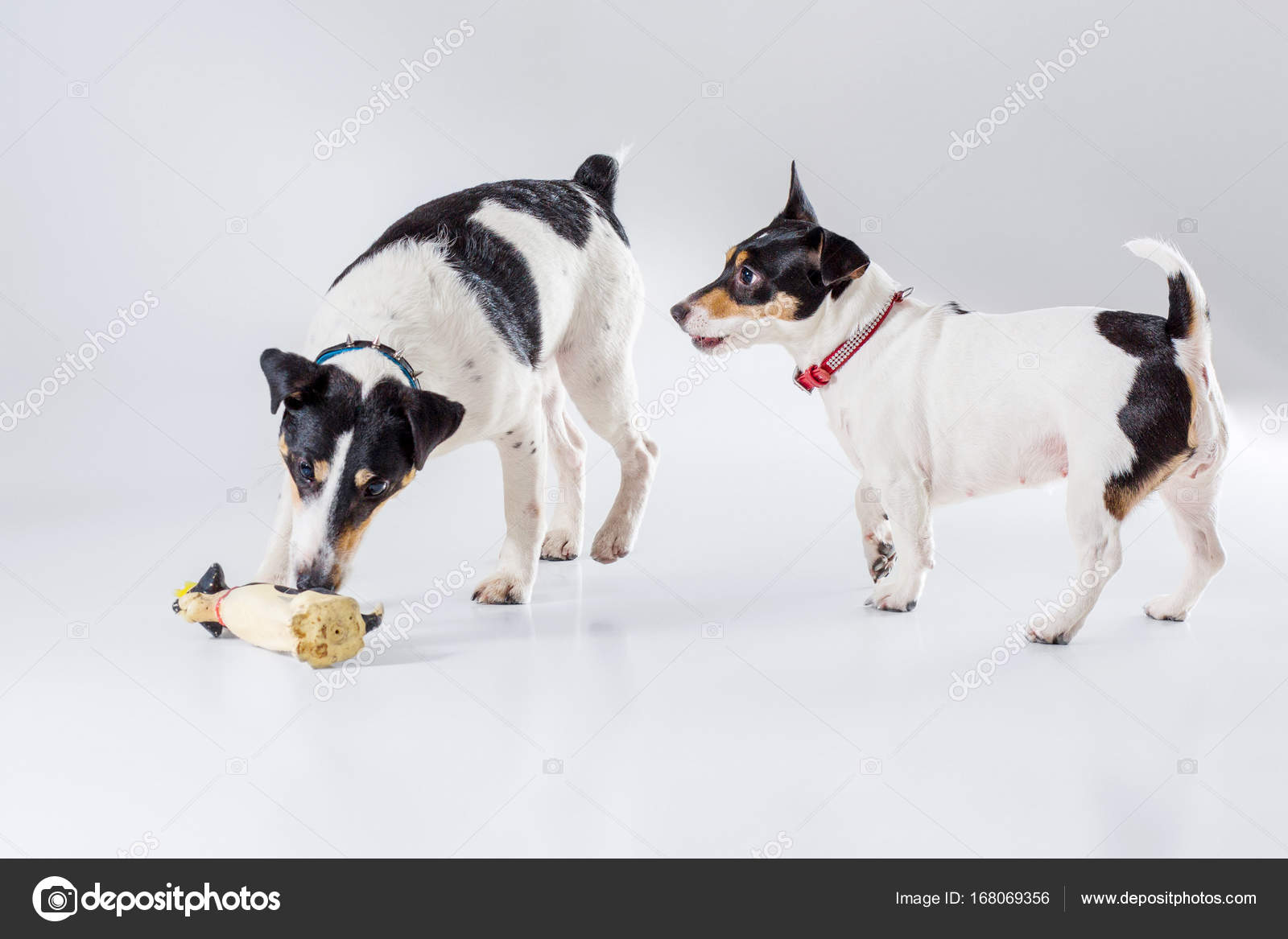 fox terrier jack russell terrier