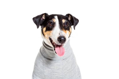 Bir safkan düz tilki korkunç beyaz arka plan portresi