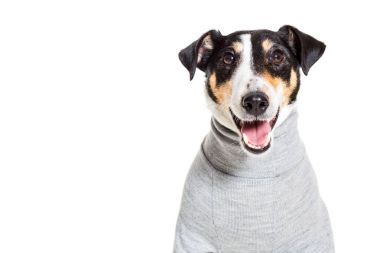 Bir safkan düz tilki korkunç beyaz arka plan portresi