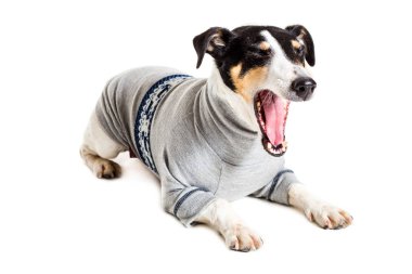 Tilki korkunç Studio beyaz arka plan üzerinde poz. izole