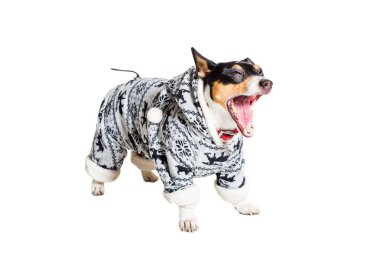 Jack Russell Terrier, beyaz üzerine izole edilmiş.