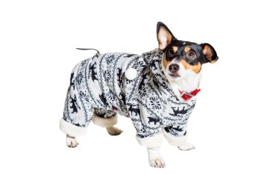 Jack Russell Terrier, beyaz üzerine izole edilmiş.