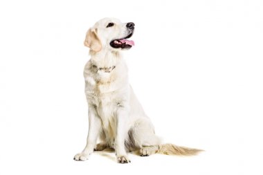 Beyaz bir arka planda Labrador geri almak