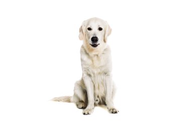 beyaz zemin üzerine Labrador geri almak