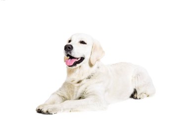 Beyaz bir arka planda Labrador geri almak