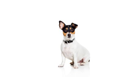 Jack Russell Terrier, beyaz üzerine izole edilmiş.