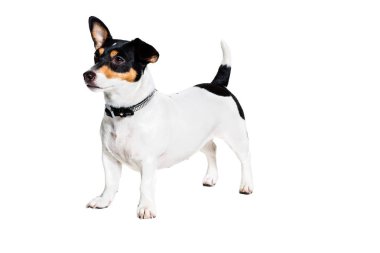 Jack Russell Terrier, beyaz üzerine izole edilmiş.