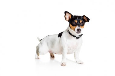 Jack Russell Terrier, beyaz üzerine izole edilmiş.