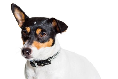 Jack Russell Terrier, beyaz üzerine izole edilmiş.
