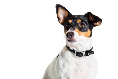 Jack Russell Terrier, beyaz üzerine izole edilmiş.