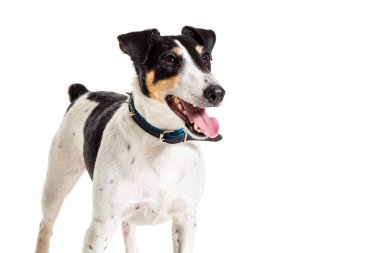 Tilki korkunç Studio beyaz arka plan üzerinde poz. izole