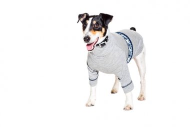 Tilki korkunç Studio beyaz arka plan üzerinde poz. izole