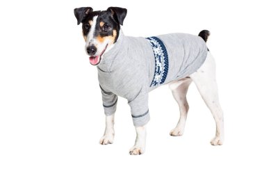 Bir safkan düz tilki korkunç beyaz arka plan portresi