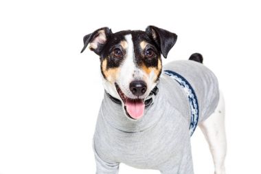 Bir safkan düz tilki korkunç beyaz arka plan portresi