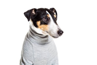 Bir safkan düz tilki korkunç beyaz arka plan portresi