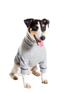 Bir safkan düz tilki korkunç beyaz arka plan portresi