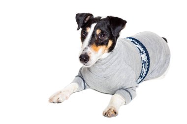 Tilki korkunç Studio beyaz arka plan üzerinde poz. izole