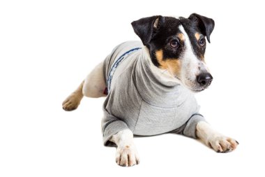 Bir safkan düz tilki korkunç beyaz arka plan portresi