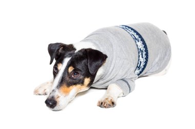 Tilki korkunç Studio beyaz arka plan üzerinde poz. izole