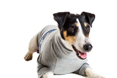 Tilki korkunç Studio beyaz arka plan üzerinde poz. izole