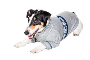 Tilki korkunç Studio beyaz arka plan üzerinde poz. izole