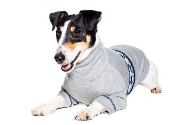 Tilki korkunç Studio beyaz arka plan üzerinde poz. izole