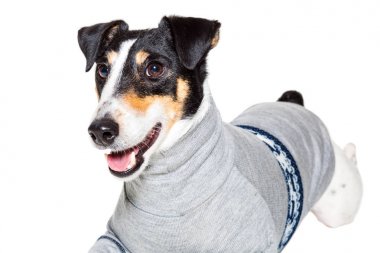 Bir safkan düz tilki korkunç beyaz arka plan portresi