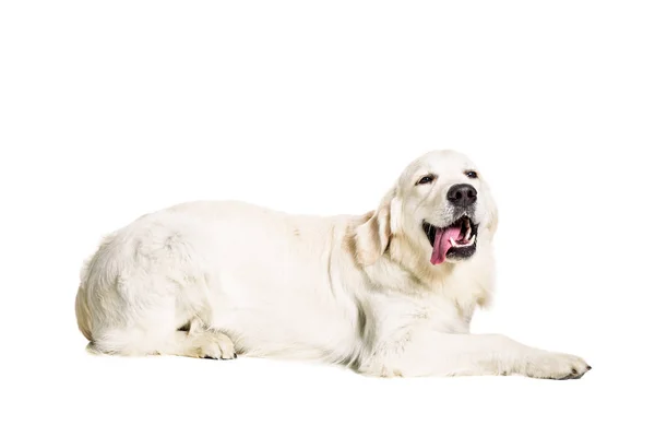 Labrador Retriever sobre fondo blanco — Foto de Stock