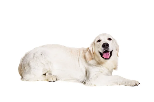 Labrador Retriever on a white background — Stock Photo, Image