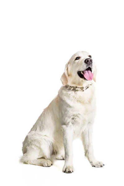 Labrador Retriever em um fundo branco — Fotografia de Stock