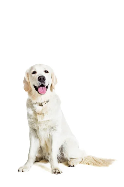 Labrador Retriever on white background — Stock Photo, Image