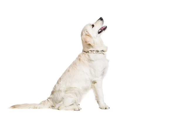 Labrador Retriever em um fundo branco — Fotografia de Stock