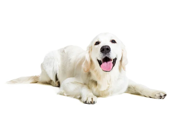 Labrador Retriever, fehér alapon — Stock Fotó