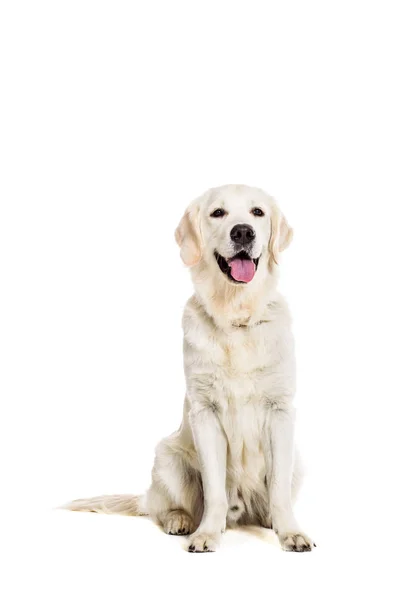 Labrador retriever sobre fondo blanco — Foto de Stock