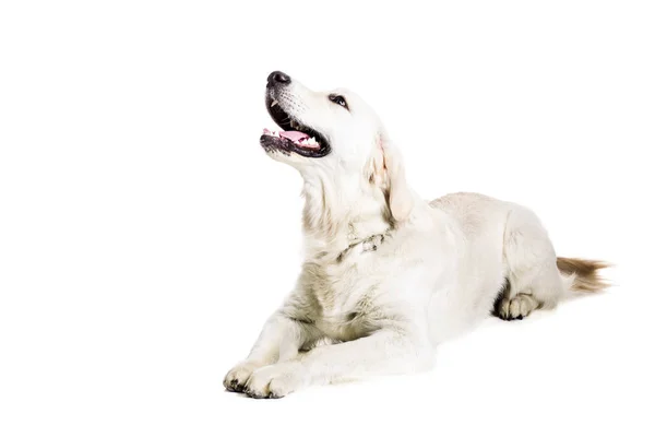 Labrador Retriever auf weißem Hintergrund — Stockfoto