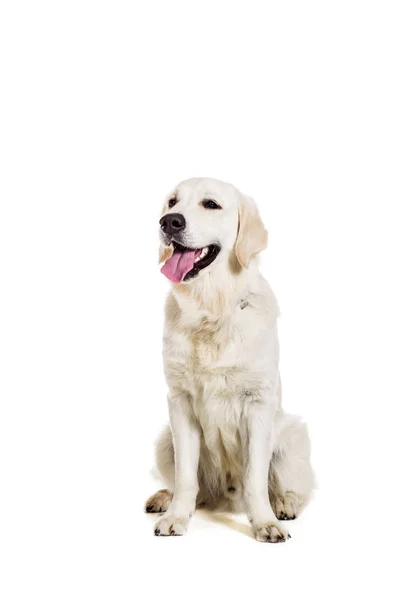 白い背景の上のラブラドル ・ レトリーバー犬 — ストック写真