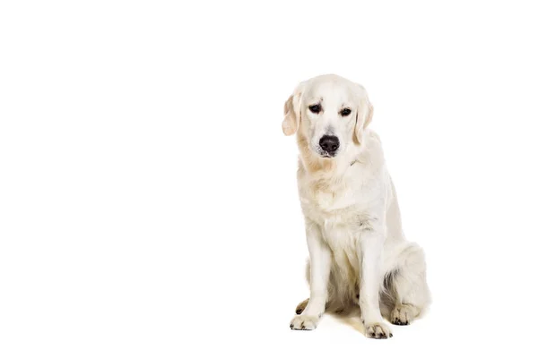 在白色背景上的拉布拉多犬 — 图库照片