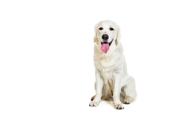 Labrador retriever, fehér háttér — Stock Fotó