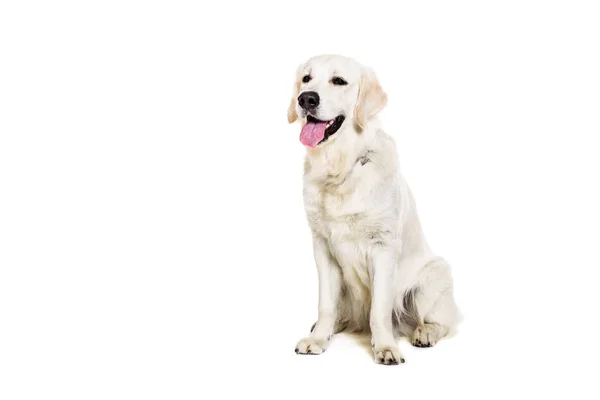 Labrador Retriever на белом фоне — стоковое фото