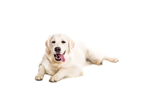 Labrador Retriever on a white background — Stock Photo, Image