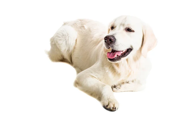 Labrador Retriever on a white background — Stock Photo, Image