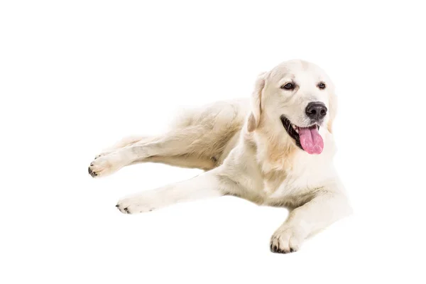 Labrador Retriever on a white background — Stock Photo, Image