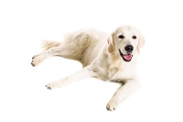 Labrador Retriever su sfondo bianco — Foto Stock