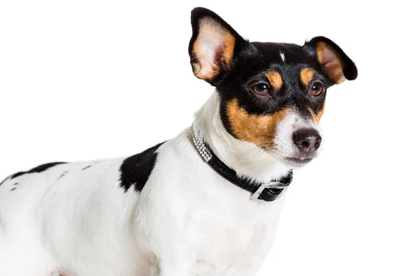 Jack Russell terrier, isolé sur blanc — Photo