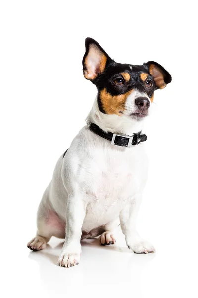 Jack Russell Terrier, isolated on white — Stock Photo, Image